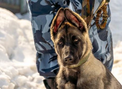 На службу в УФСИН Югры поступил щенок немецкой овчарки