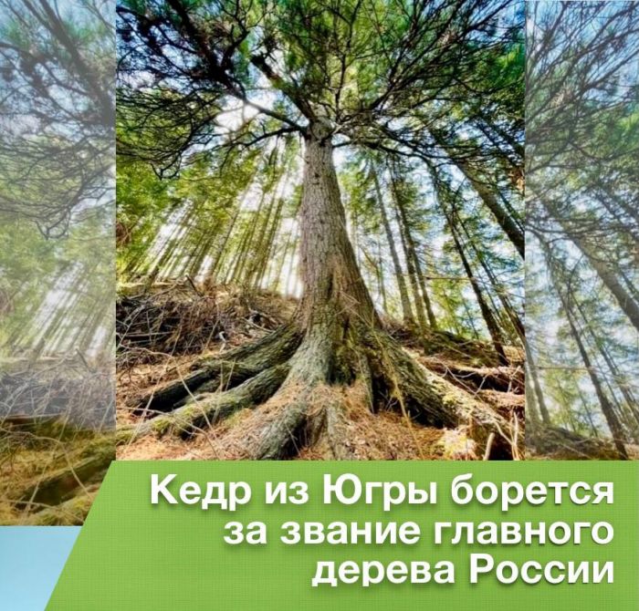 ​250-летний кедр из Югры поборется за звание главного дерева России