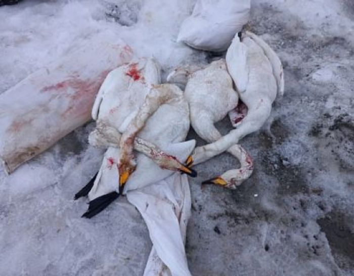 Югорчанина поймали на убийстве белых лебедей