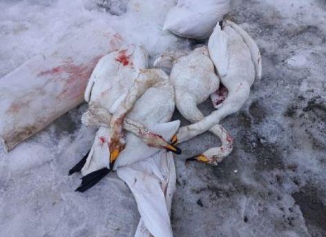 Югорчанина поймали на убийстве белых лебедей
