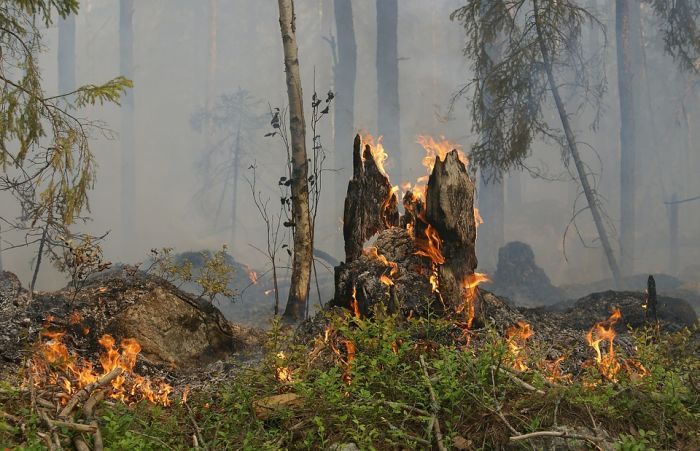 Грозы «подожгли» леса в Югре