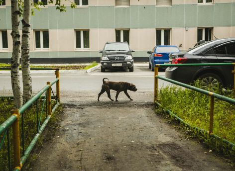 А что с животными?