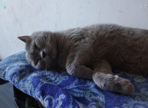Югорчане показали своих котиков в честь Всемирного дня кошек