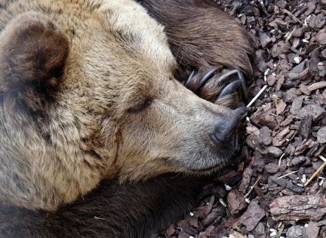 Потерявший берлогу медведь съел консервы и оладьи югорских пожарных