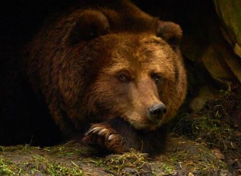 Югорчанам рассказали, как избежать встречи с медведем в зимнем лесу