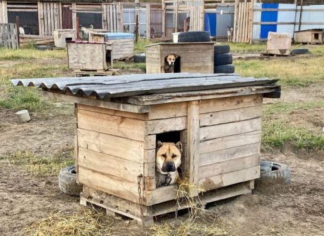 ​В Югре запрещен самовыгул домашних животных и определен порядок передачи их в муниципальную собственность