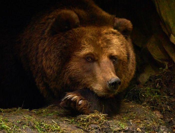 Югорчанину грозит пятилетний срок за убийство бурого медведя