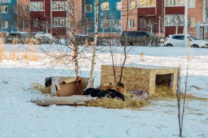 В Сургуте за прошлый год отловили более 600 бездомных собак