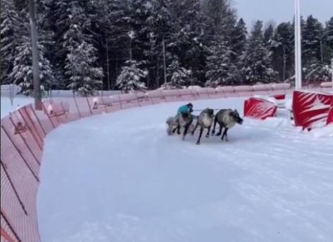 ​Оленеводы из Сургутского района стали лучшими в ХМАО