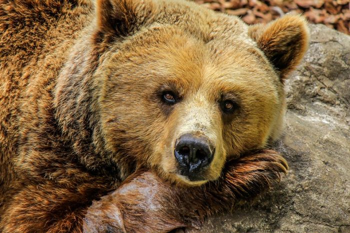 ​В Югре медведи начали выходить из зимней спячки