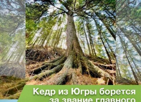 Югорский кедр вновь поборется за звание главного дерева России