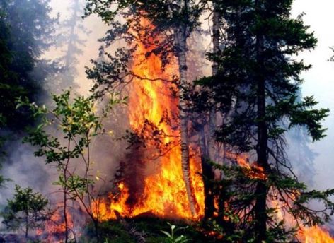 В Югре пожарные тушат два лесных пожара
