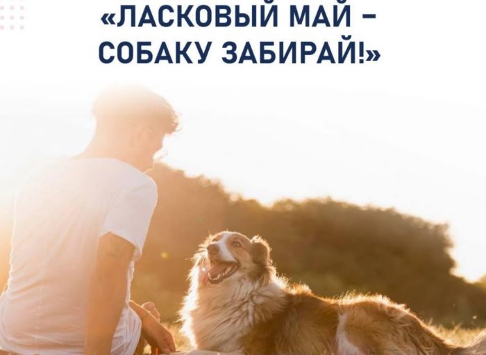 ​Югорчанам предлагают взять четвероногого друга из приюта