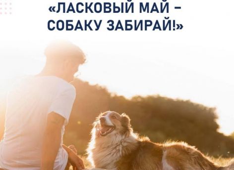 Югорчанам предлагают взять четвероногого друга из приюта