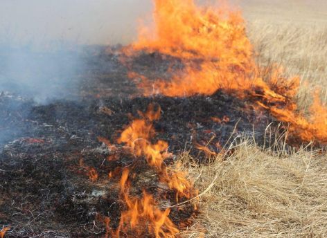 В городских лесах Сургута ввели повышенный класс пожарной опасности