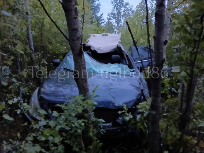 Югорчанин ехал на полной скорости и сбил лося на трассе