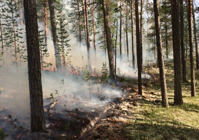​В ХМАО осталось 3 лесных пожара на площади 6 гектаров