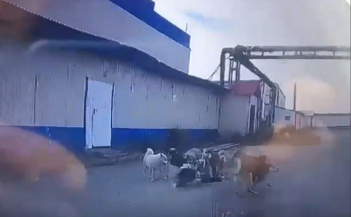 Стая собак набросилась на женщину в Нижневартовске