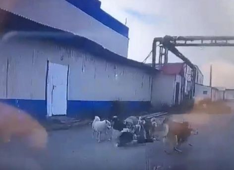 Стая собак набросилась на женщину в Нижневартовске