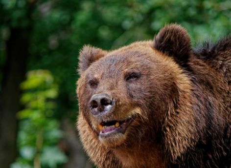 У вартовчанина изъяли живых медведей за ненадлежащий уход