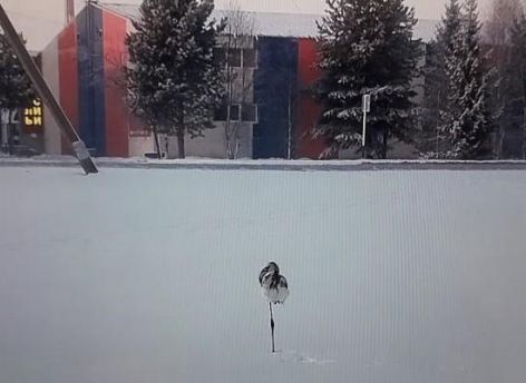 Стоящий в снегу фламинго в Нягани попал на видео