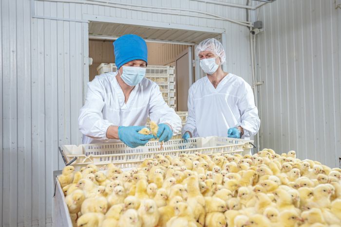 В ХМАО назвали самый «мясной» муниципалитет