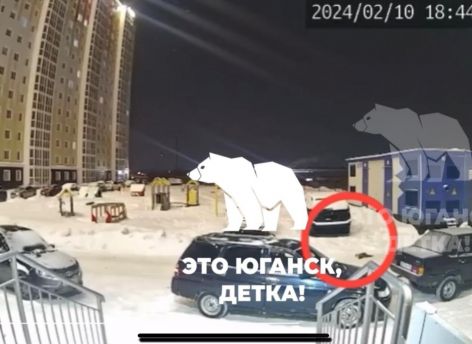 Полиция проверит инцидент с выброшенным котом из окна высотки в Нефтеюганске