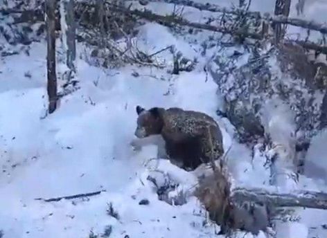 «Разбудил я вас рано-то как!»: в ХМАО рабочий случайно раскопал берлогу медведей