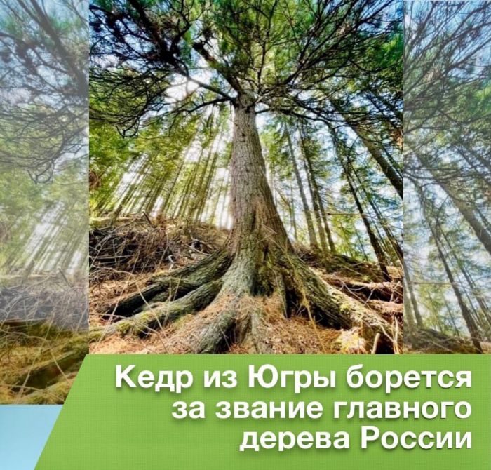 ​Югорский кедр борется за звание главного дерева России