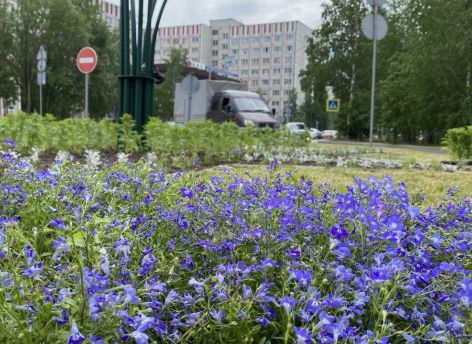 В Сургуте завершается цветочное оформление улиц и общественных пространств