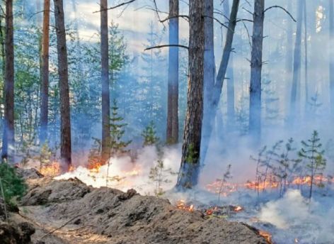 ​В Тюменской области число лесных пожаров снизилось почти в пять раз
