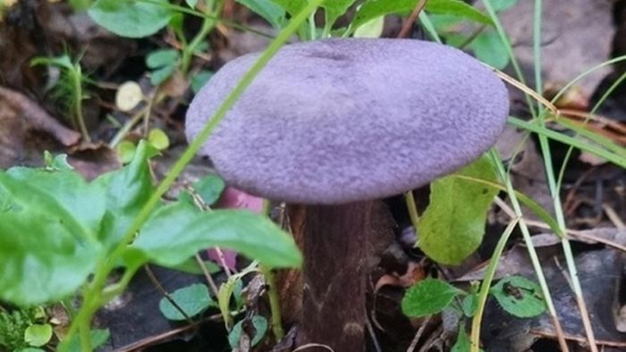Паутинник и феолепиота: в лесах ХМАО нашли краснокнижные грибы