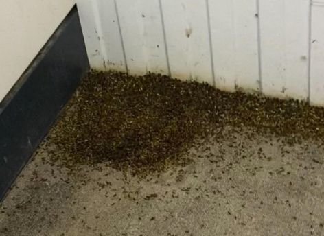 Югорчане пожаловались на нашествие неизвестных насекомых