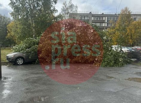 В районе ЖД Сургута упало огромное дерево
