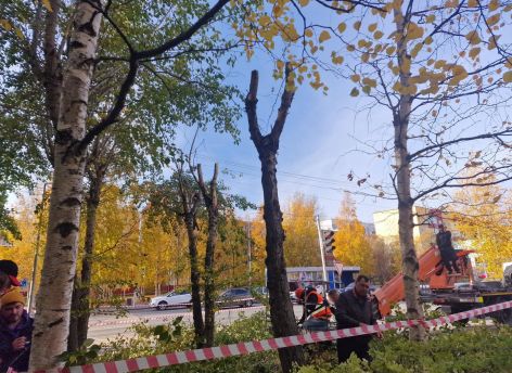В Сургуте приступили к сезонному обновлению тополей
