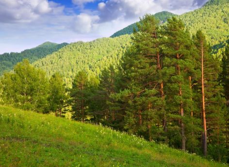В Югре выросло число случаев бешенства
