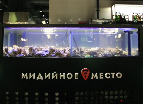 ​Вкус моря в Сургуте: обзор нового кафе «Мидийное место»