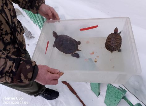 Огнеборцы спасли людей и черепашек в ХМАО