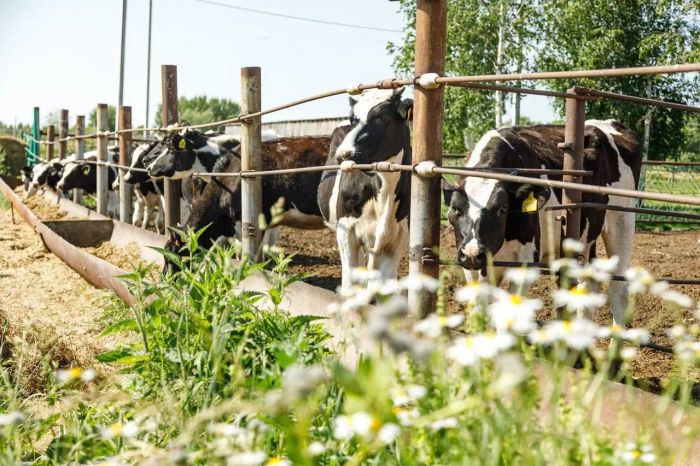 ​В 2025 году Югра направит более 2 миллиардов рублей на поддержку агропромышленного комплекса