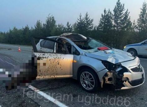 В Югре лось угодил под колеса автомобиля