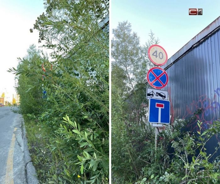 ​«Знак в кустах»: сургутяне жалуются на неожиданное перекрытие улицы Музейной