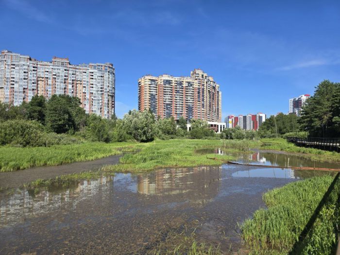 Что растет в той части ядра центра Сургута, которую планируют отдать под застройку, и какова будет судьба этих деревьев