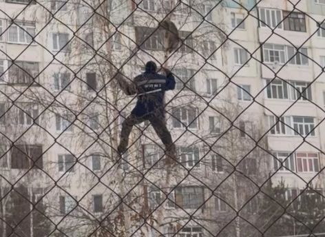 В Нижневартовске дворник залез на дерево и спас кота от стаи собак
