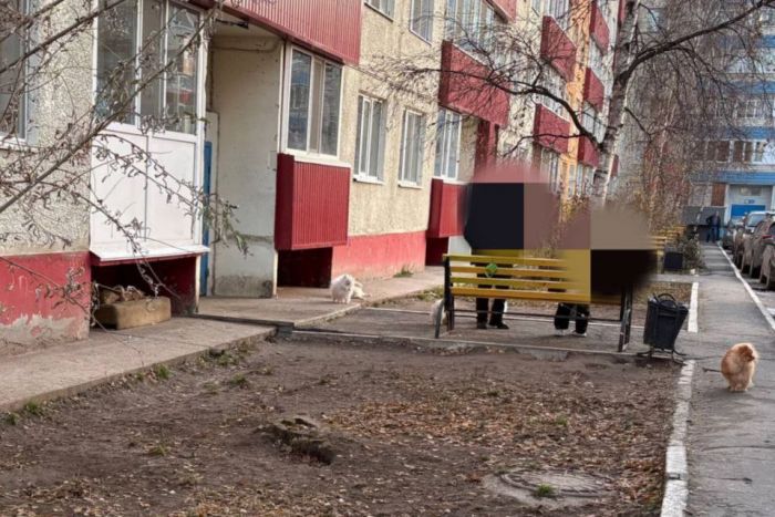 ​Свободный выгул закончился штрафом: в Сургуте хозяйку 15 шпицев привлекли к ответственности