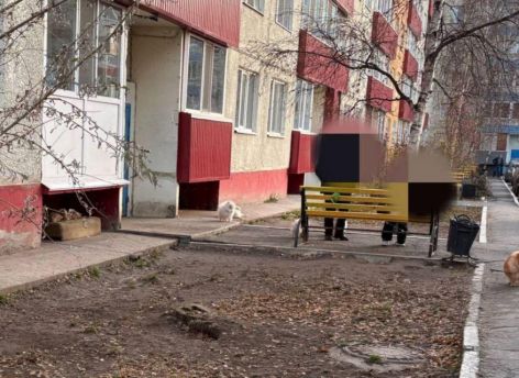Свободный выгул закончился штрафом: в Сургуте хозяйку 15 шпицев привлекли к ответственности