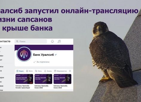 ​Уралсиб запустил онлайн-трансляцию жизни сапсанов на крыше банка