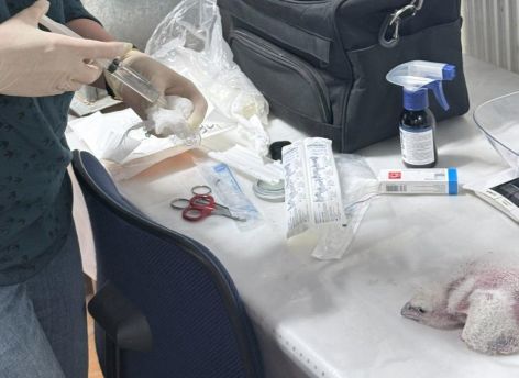 Орнитологи провели фотофиксацию и осмотр птенцов сапсанов на крыше Уралсиба