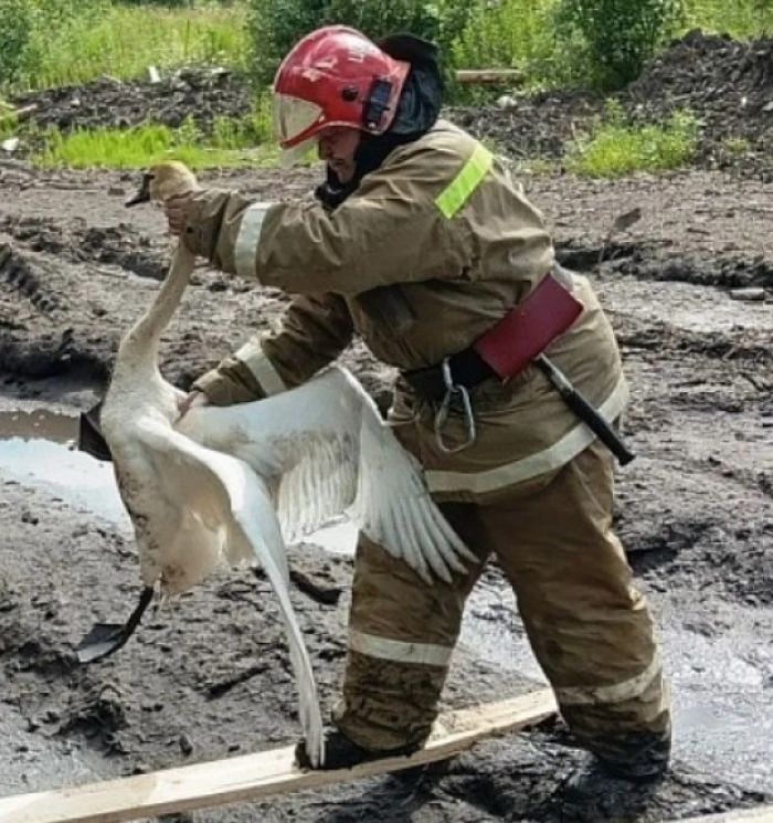 Спасатели Югры вытащили краснокнижную птицу, утопавшую в грязи