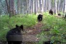 Юганский заповедник опубликовал видео про медвежью семью, потерявшую малыша