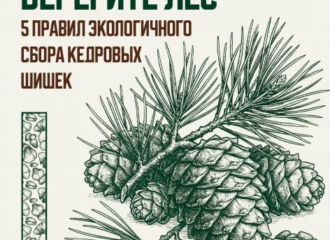 ​Не ломать ветки и не сбивать шишки: в Югре напомнили правила сбора кедрового ореха